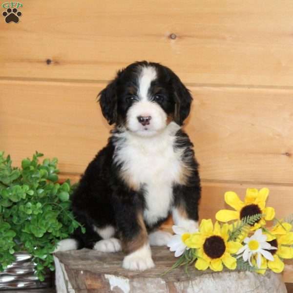 Molly – F1, Bernedoodle Puppy